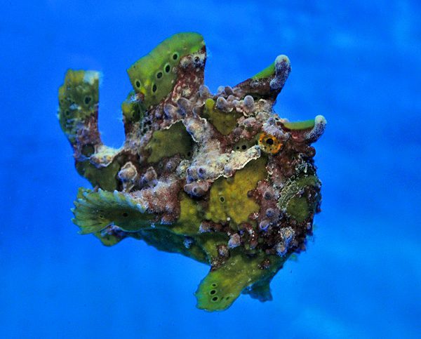 antennarius-spp-cream-reef-bulgaria-ltd